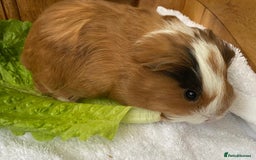 Guinea Pig rodents for sale: RESERVED 1 x beautiful baby guinea BOY available  - Advert 1