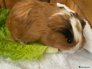 Guinea Pig rodents - Advert 36