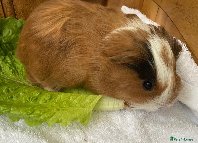 Guinea Pig rodents - Advert 8