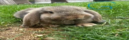 Mini Lop rabbits for sale: Mini Lop Rabbits For Sale  - Advert 28