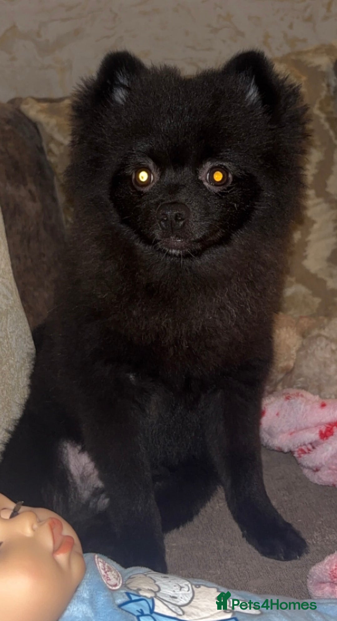 Pomeranian dogs for sale: BEAR 7 month pomeranian - Advert 7
