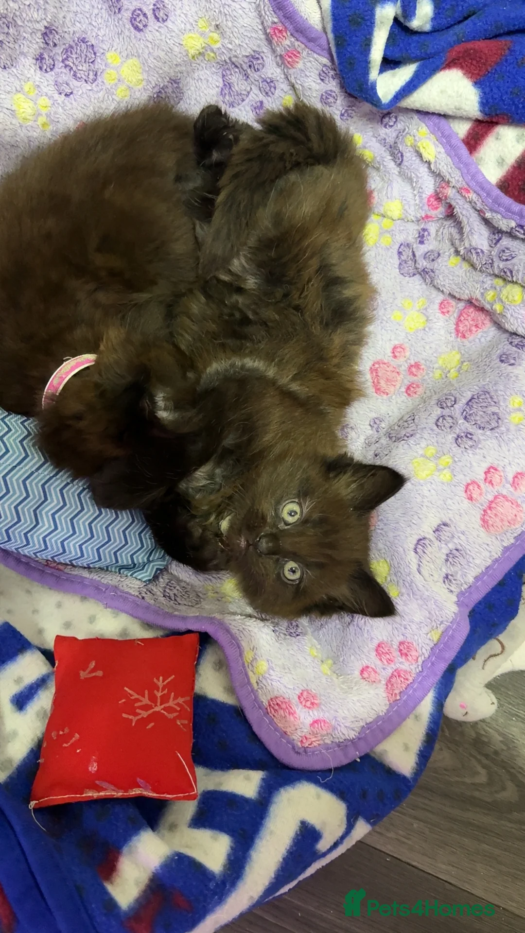 Mixed Breed cats for sale: Beautiful male kitten - Advert 4