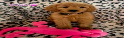 Cavapoo dogs for sale: F1B CAVAPOO PUPPIES EXTENSIVELY DNA HEALTH TESTED  - Advert 2