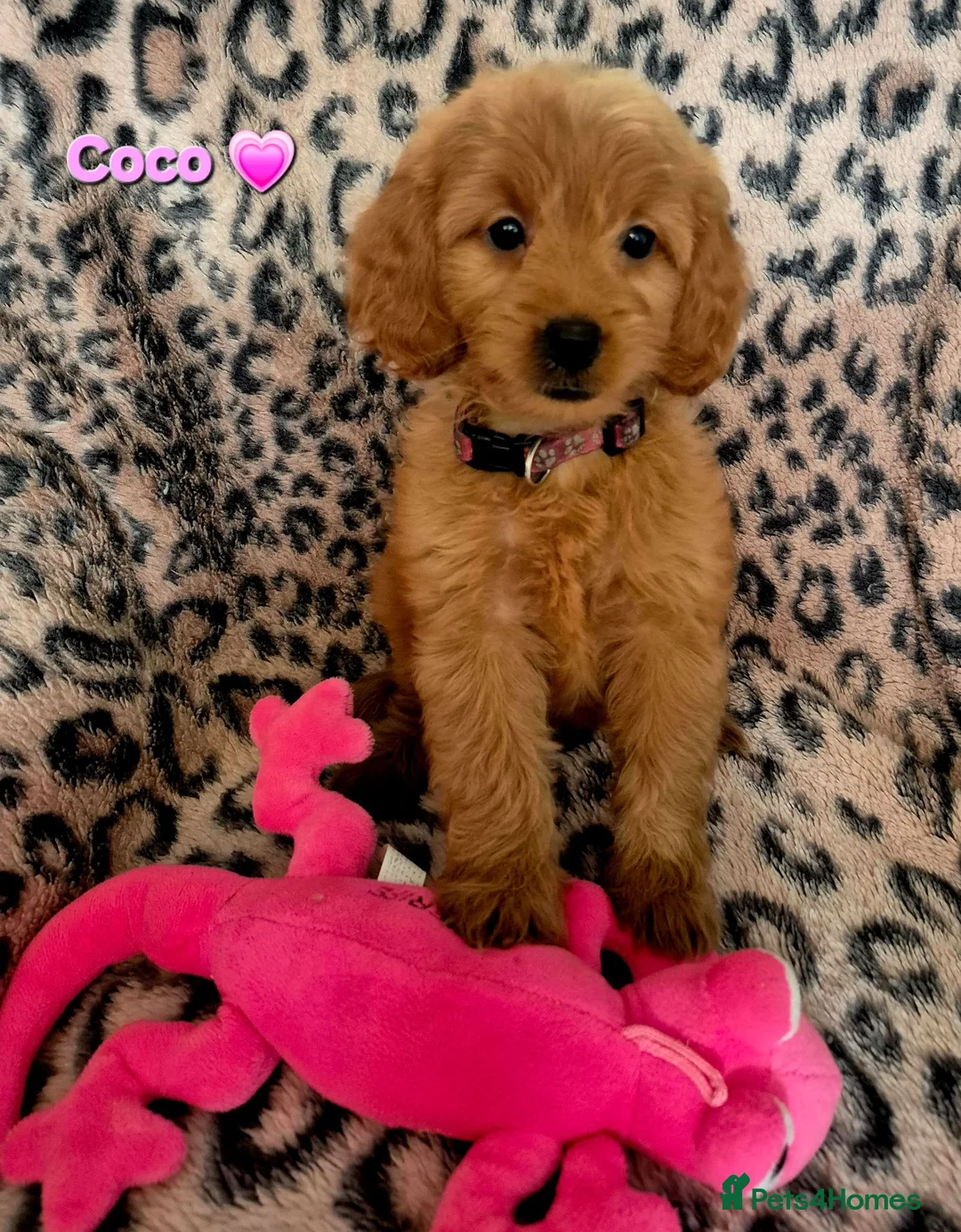 Cavapoo dogs for sale: F1B CAVAPOO PUPPIES EXTENSIVELY DNA HEALTH TESTED  - Advert 2