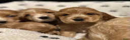Cocker Spaniel dogs for sale: ⭐️Stunning show cocker spaniel puppies  - Advert 9