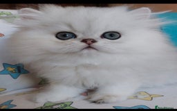 Persian cats for sale: Italian Persian chinchilla kittens♥️🐾 - Image 5