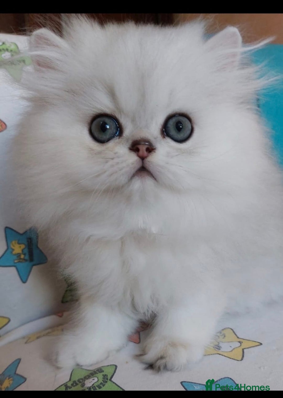 Persian cats for sale: Italian Persian chinchilla kittens♥️🐾 - Image 5