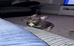 French Bulldog dogs for sale: Frenchie boy looking for new forever home - Image 3