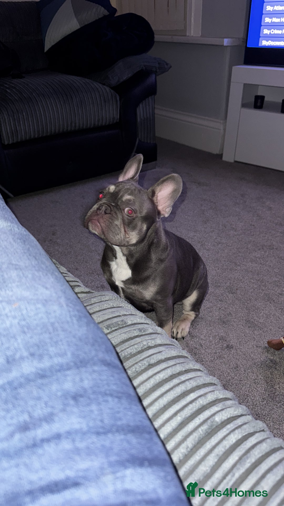 French Bulldog dogs for sale: Frenchie boy looking for new forever home - Image 3