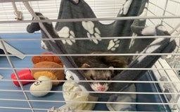 Ferret rodents for sale: unneutered 1 year old Hob Ferret, comes with cage  - Image 7