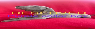 Purple collar boy - RESERVED 