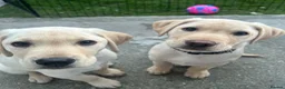 Labrador Retriever dogs for sale: KC Registered Labrador Puppies  - Advert 2