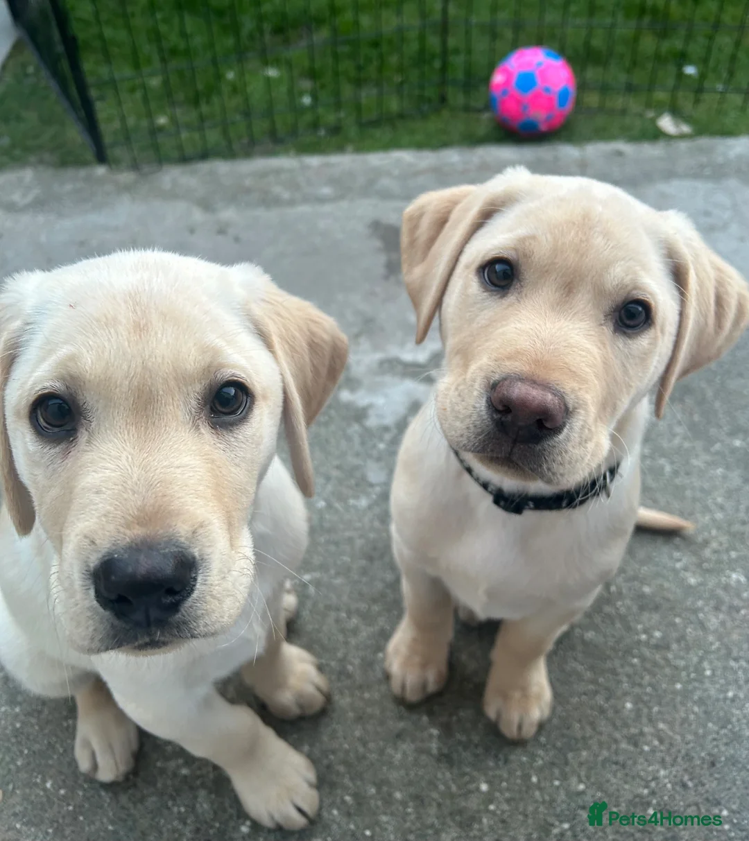 Labrador Retriever dogs for sale: KC Registered Labrador Puppies  - Advert 2