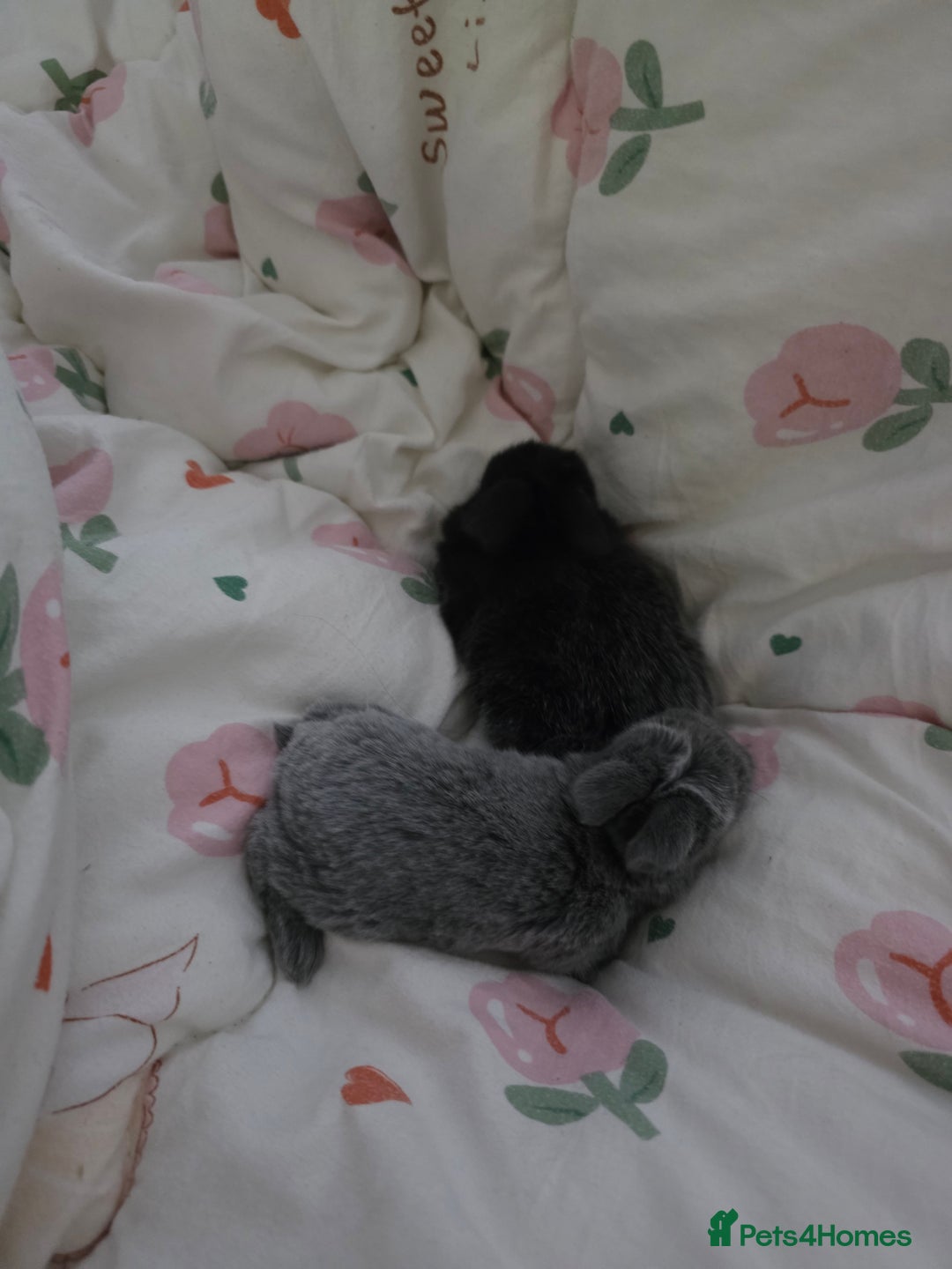 Mini Lop rabbits for sale: Mini loop  - Advert 10