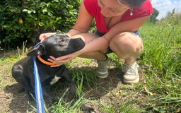 Mixed Breed dogs for adoption: Jack - Norwich Norfolk  - Image 6