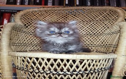 Persian cats for sale: Amazing Persian kittens  - Image 1