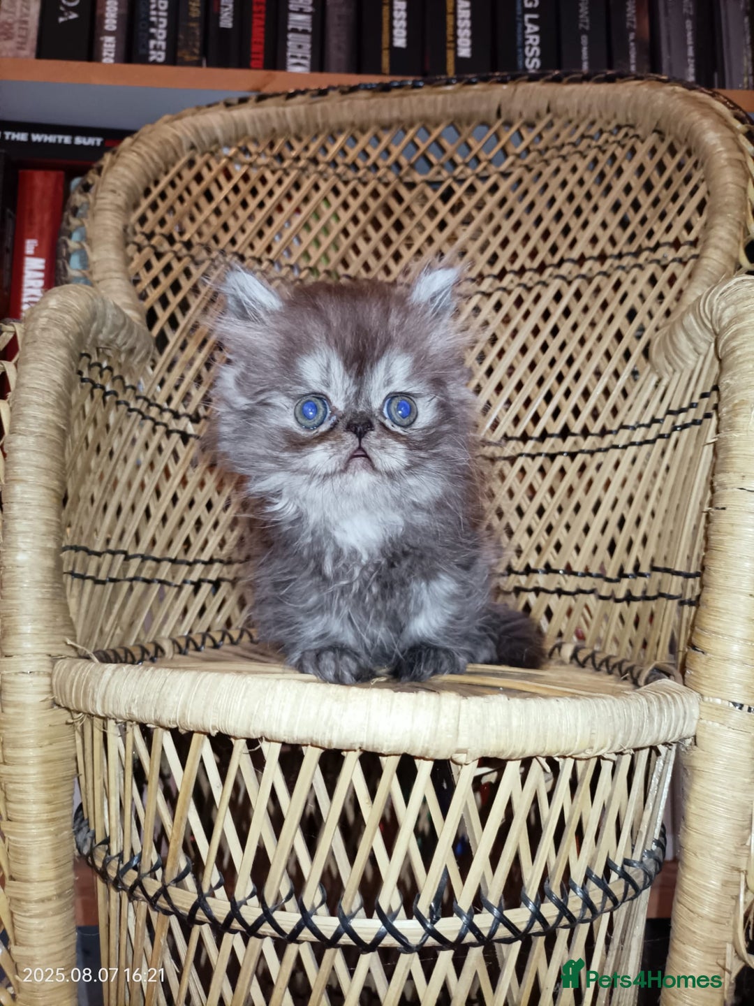 Persian cats for sale: Amazing Persian kittens  - Image 1