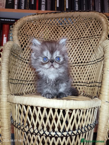 Persian cats - Advert 1