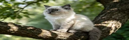 Ragdoll cats for sale: GCCF 5Gen Pedigree Blue Mitted Kittens - Advert 3