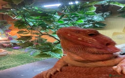 Bearded Dragon reptiles for sale: Red Bearded dragon and setup - Image 2