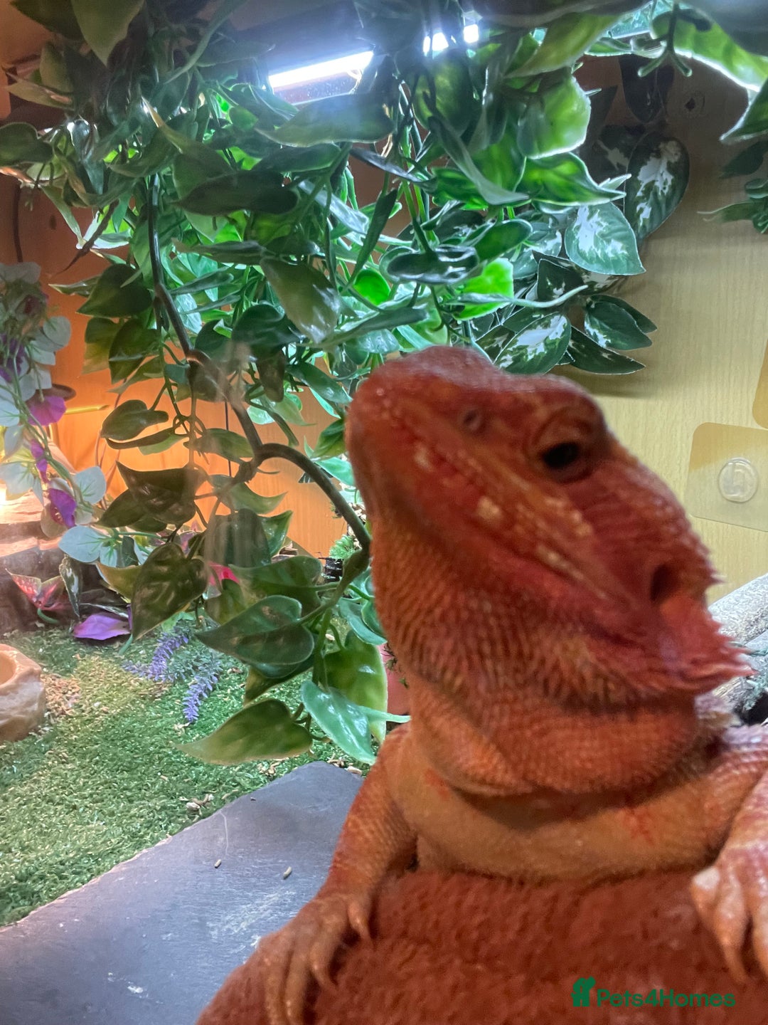 Bearded Dragon reptiles for sale: Red Bearded dragon and setup - Image 2