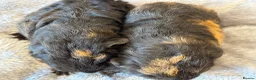 Guinea Pig rodents for sale: Beautiful pure bred Swiss guinea pigs in Widnes - Advert 3
