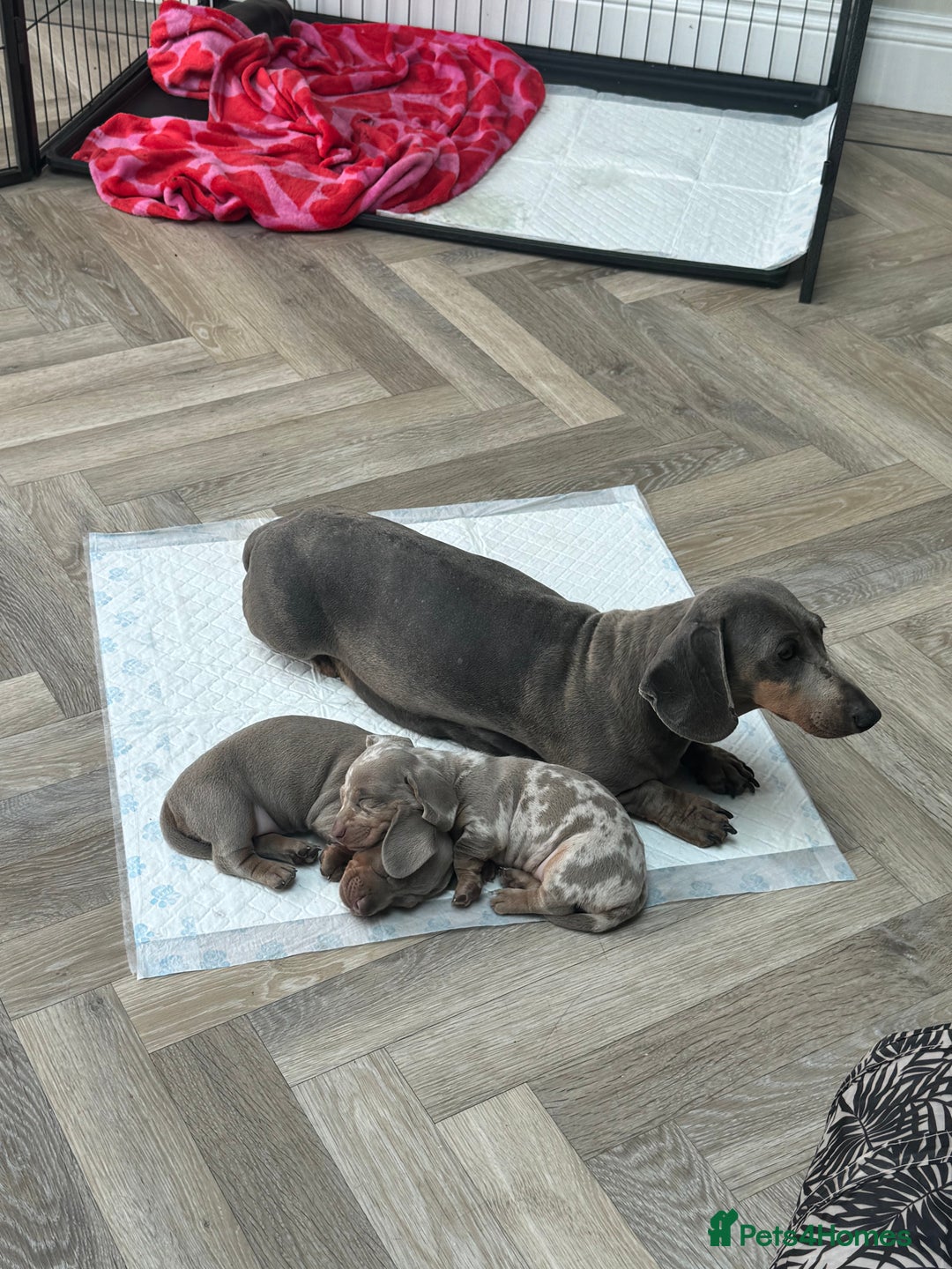 Miniature Dachshund dogs for sale: Stunning kc Miniature dachshund puppies🩷  - Image 2