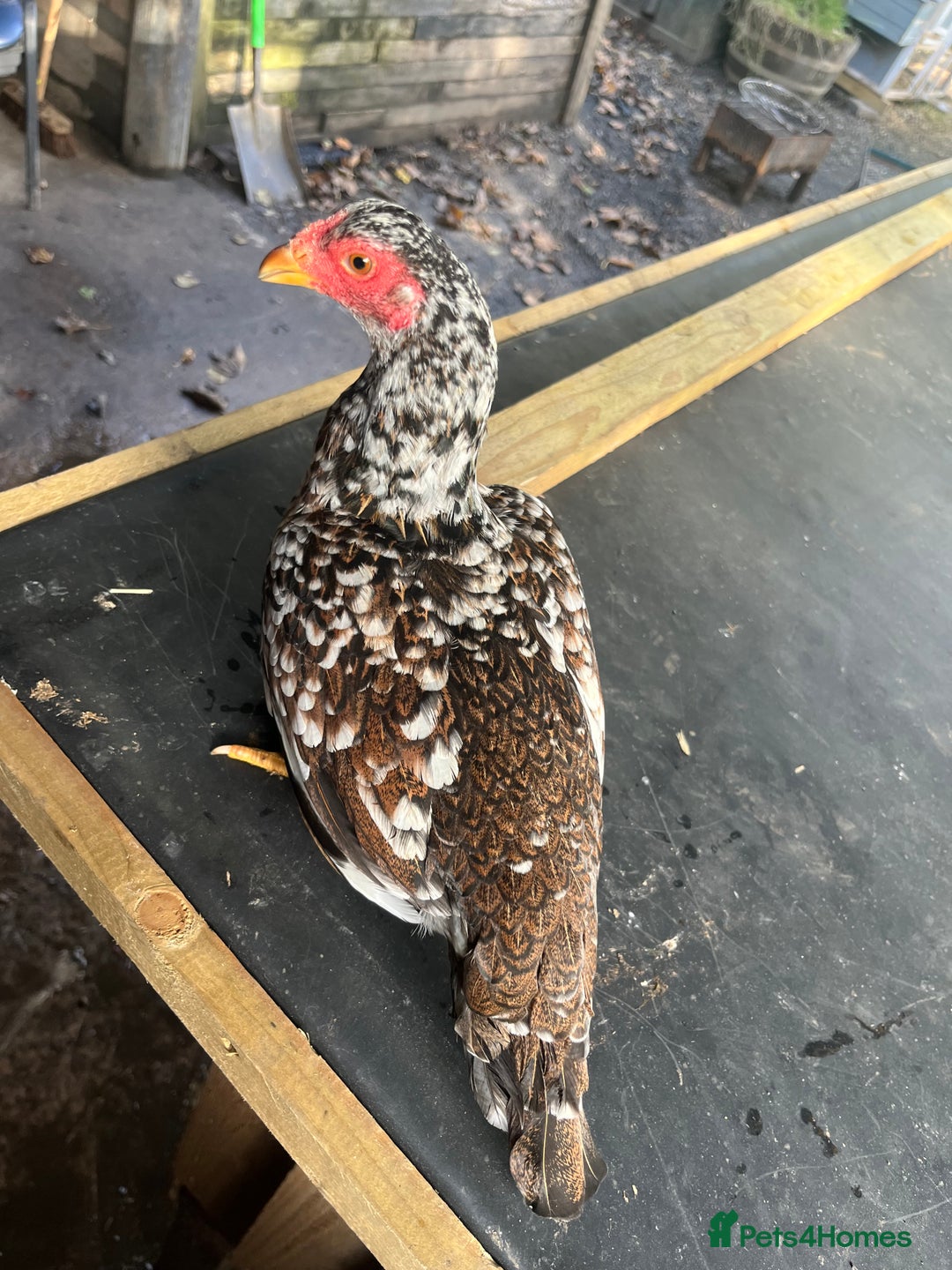 Chickens poultry for sale: Bantam Aseel  - Image 6