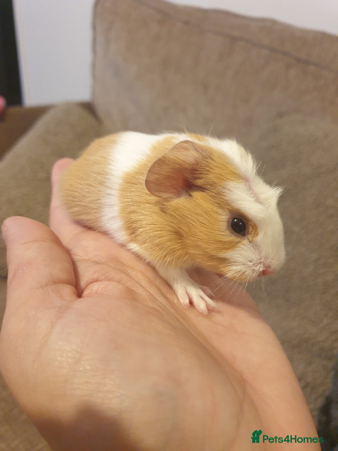 Guinea Pig rodents for sale: Beautiful baby boy guinea pig - Advert 1