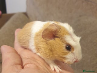 Guinea Pig rodents Beautiful baby boy guinea pig - Advert 1