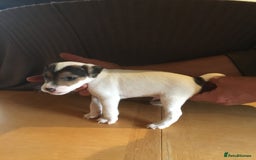 Parson Russell dogs for sale: 1st Amazing Litter - Image 3