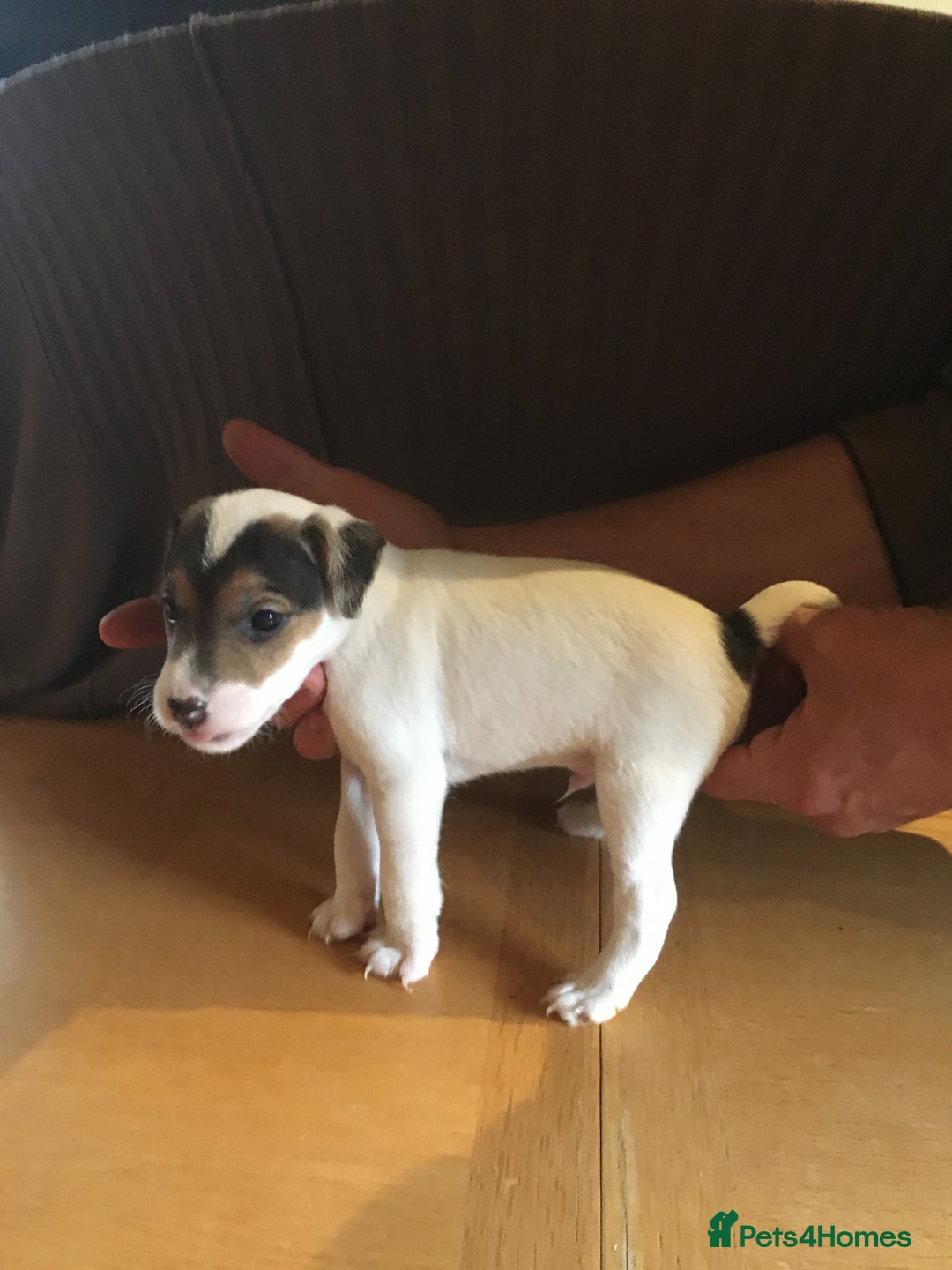 Parson Russell dogs for sale: 1st Amazing Litter - Image 3