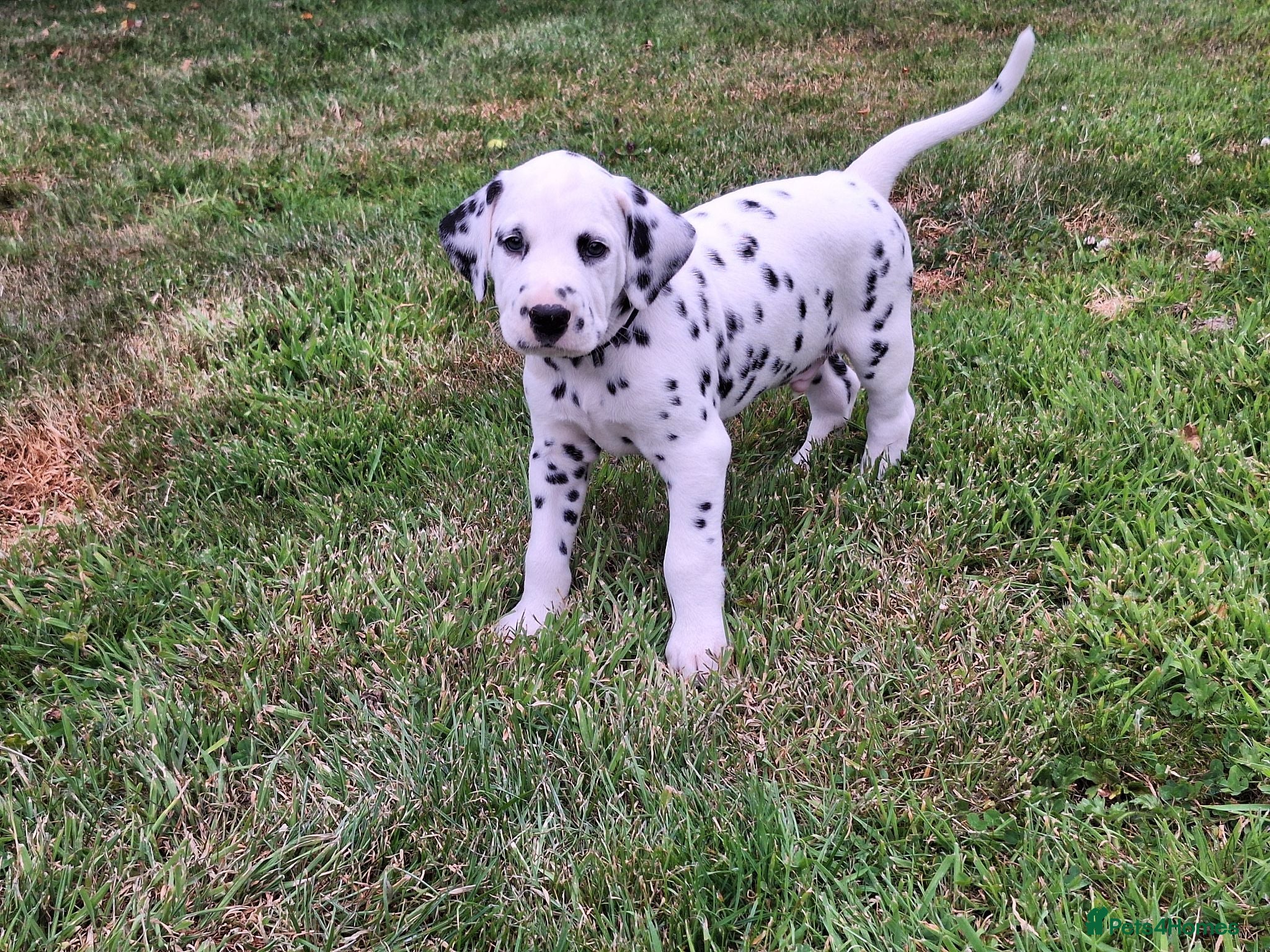 Dalmatian dogs Perdi's litter - Advert 2