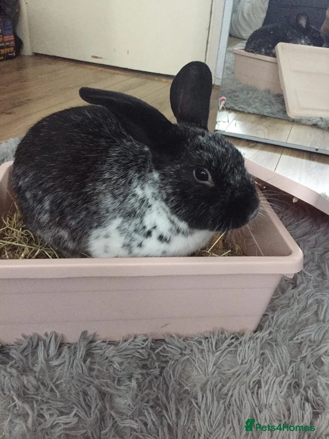 Mixed Breed rabbits for sale: New home for bunny  in London - Advert 2
