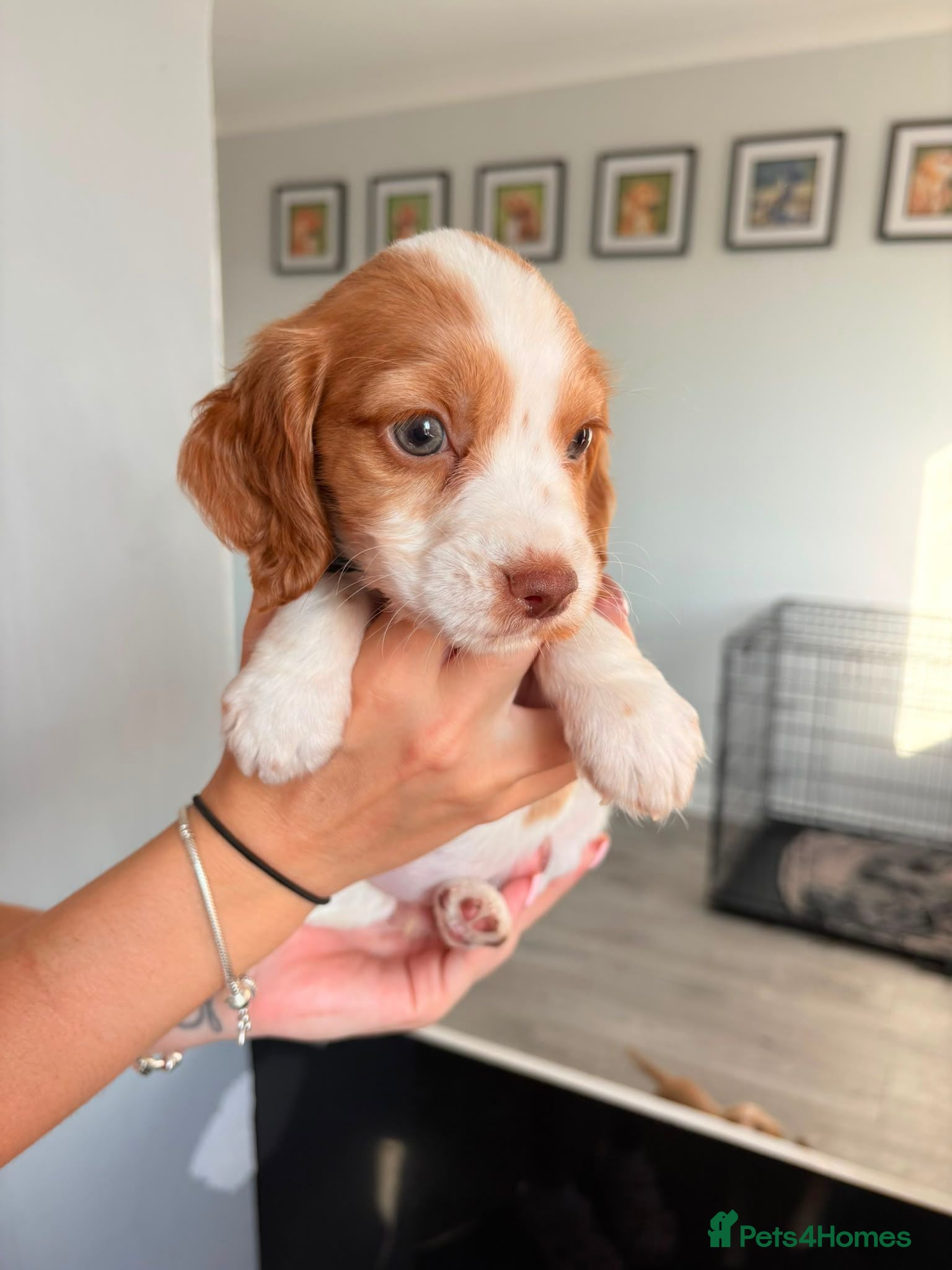 Cocker Spaniel dogs Stunning fox red working cockers - Advert 1