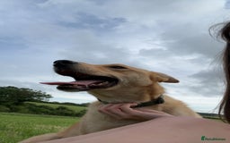 Mixed Breed dogs for sale: tony the dog  - Image 3