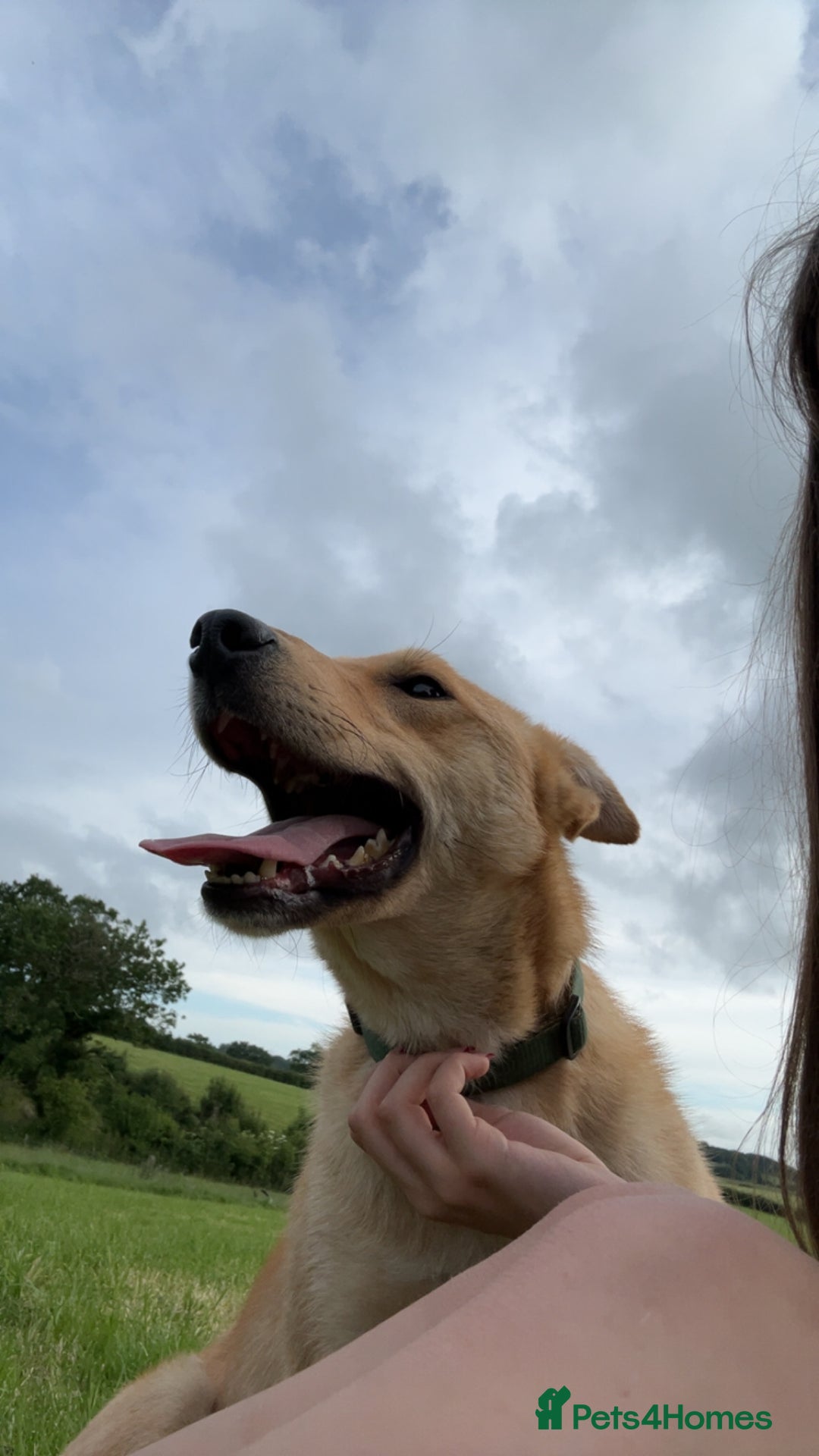 Mixed Breed dogs for sale: tony the dog  - Image 3