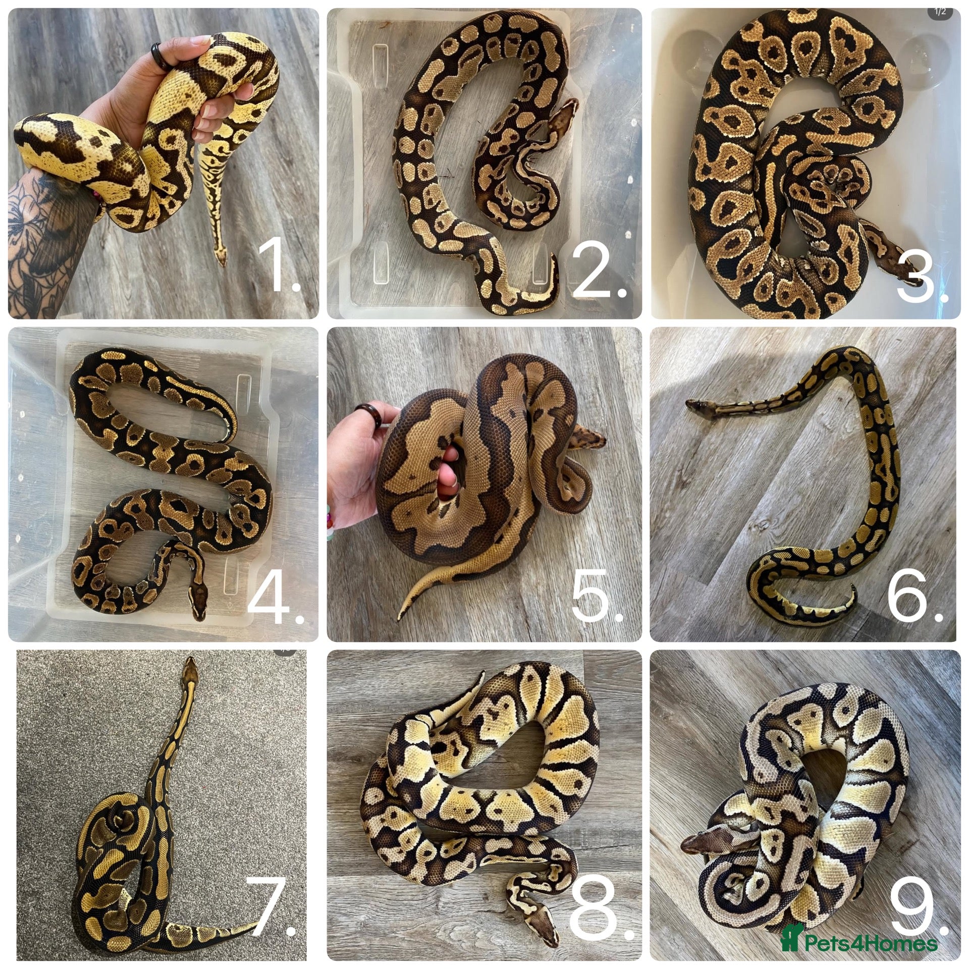Python Snake reptiles Ball python collection - Advert 4
