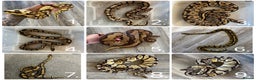 Python Snake reptiles for sale: Ball python collection - Advert 1