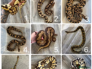 Python Snake reptiles Ball python collection - Advert 1
