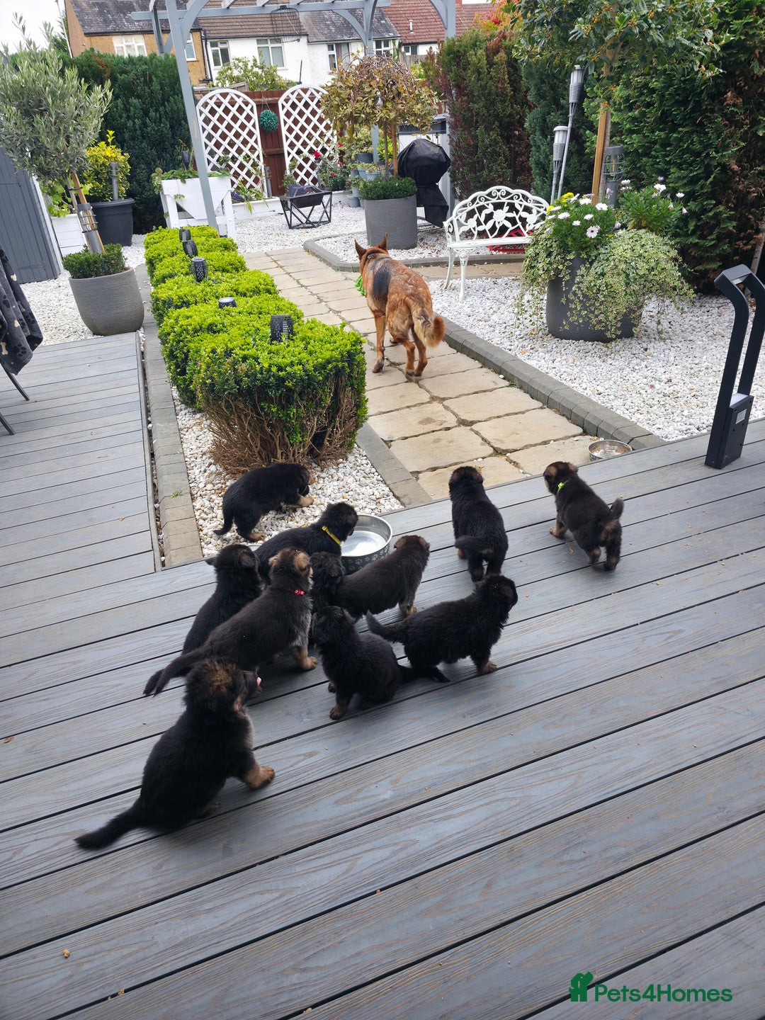 German Shepherd dogs for sale: KC Reg. Amazing Beautiful Girls Awaiting A Home ❤️ - Image 17