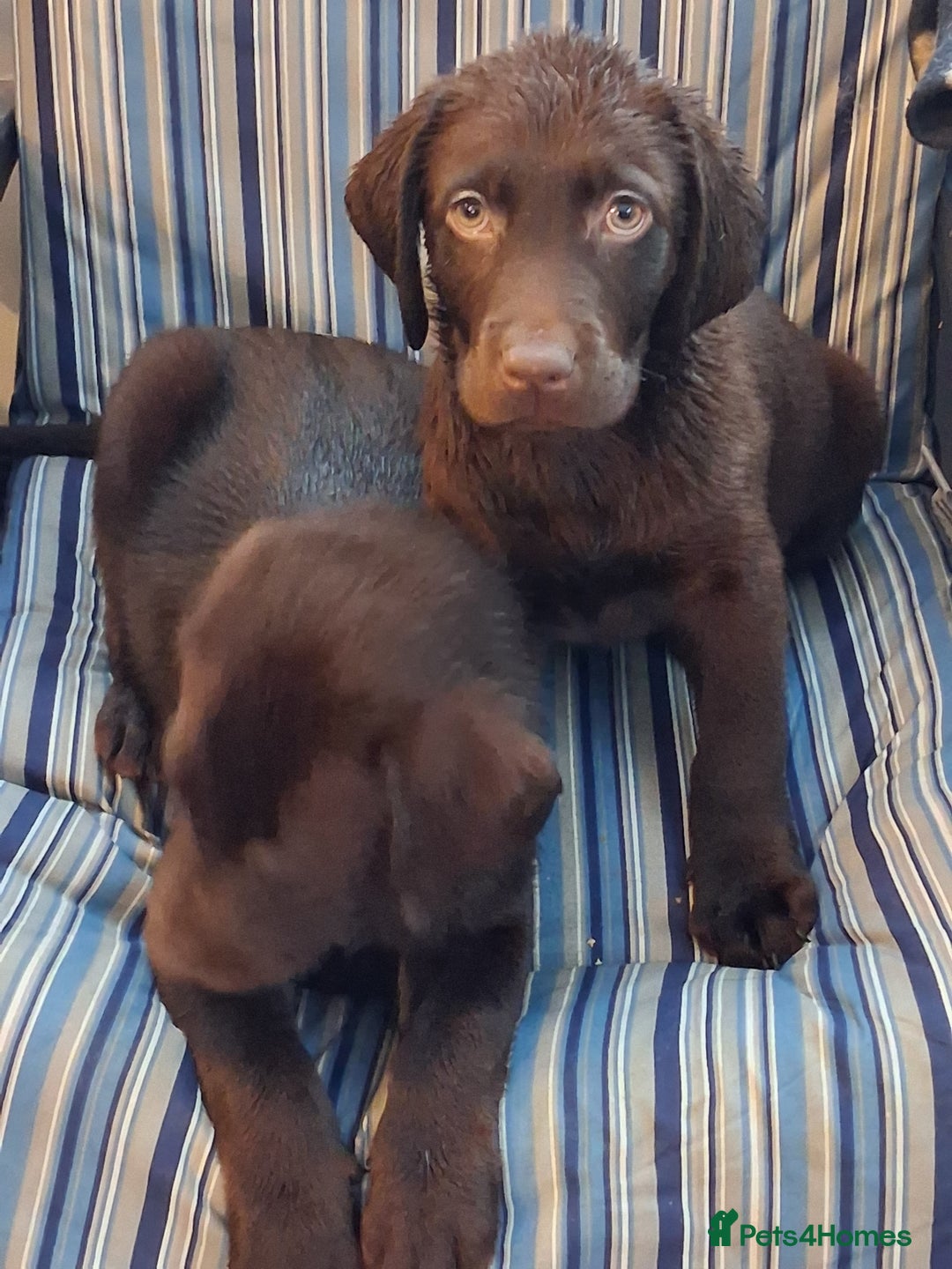 Labrador Retriever dogs for sale: Stunning big pedigree labrador puppies - Advert 21