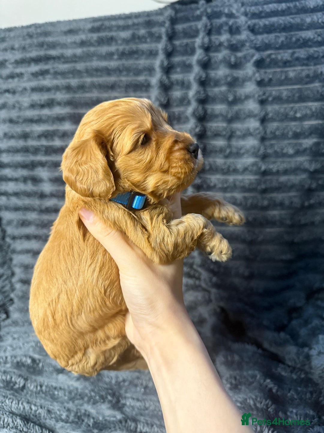 Cockapoo dogs for sale: F1 RARE VILLASPANIOL CHAMPION LINE  COCKAPOOS  - Advert 14