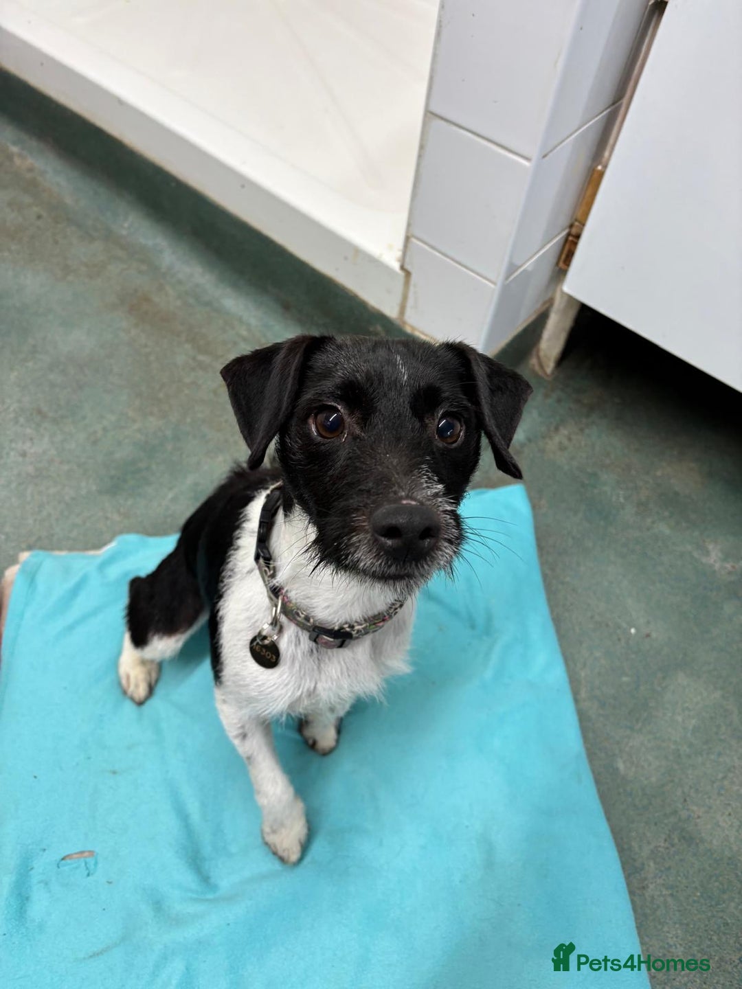 Patterdale Terrier dogs for adoption: Claus - Advert 2