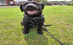 Mixed Breed dogs for sale: Labrador/ Rottweiler Male Dog  - Image 5