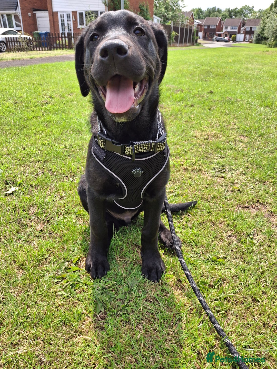 Mixed Breed dogs for sale: Labrador/ Rottweiler Male Dog  - Image 5