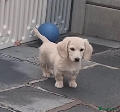 Miniature Dachshund dogs PRA clear & KC reg Stunning Long hair Puppies - Advert 2