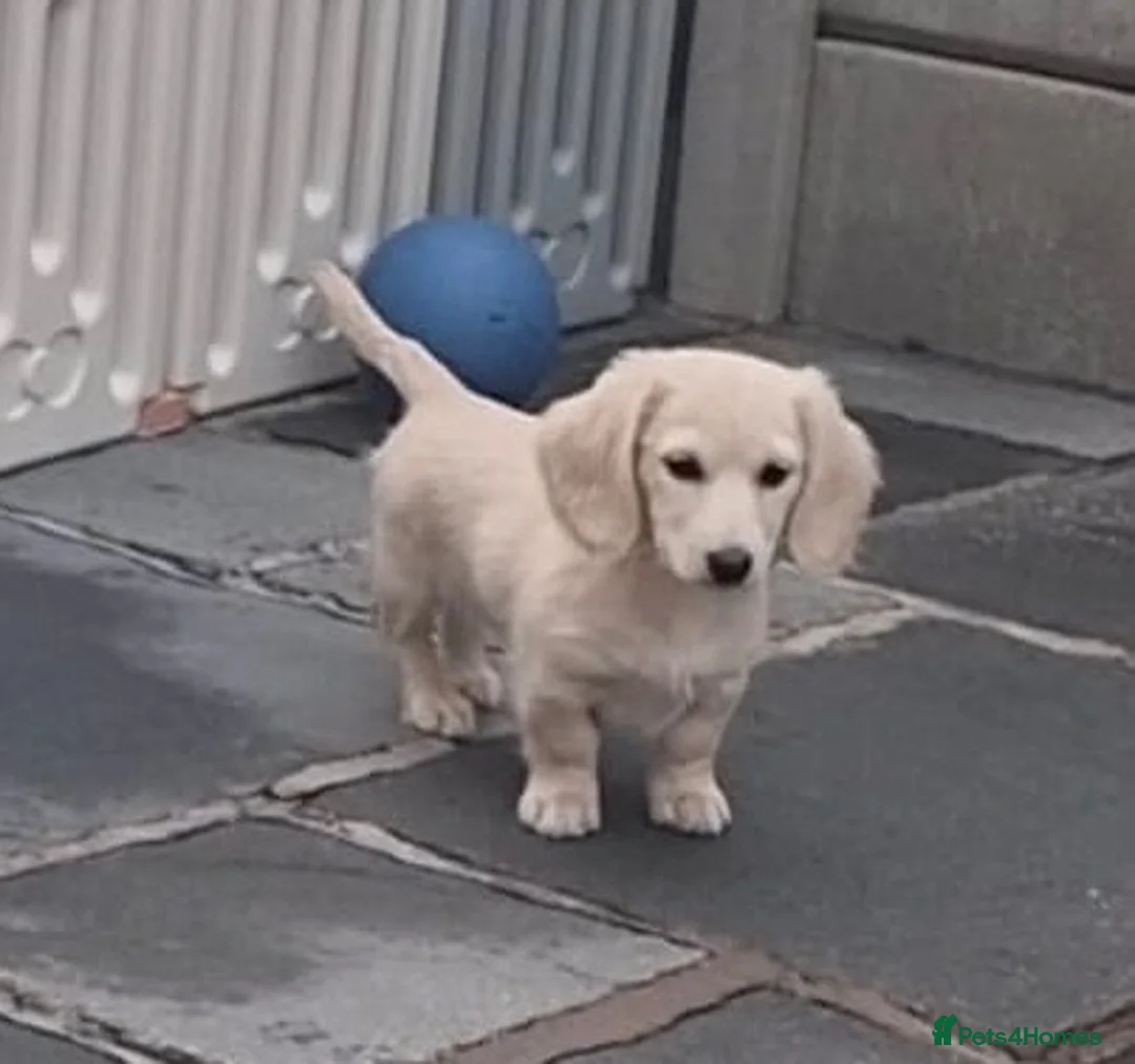 Miniature Dachshund dogs for sale: PRA clear, KC, LH, Black n Cream Bitch. - Advert 2