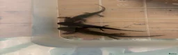 Axolotl reptiles for sale: Baby Axoltol looking for new homes ***3 LEFT*** - Advert 3