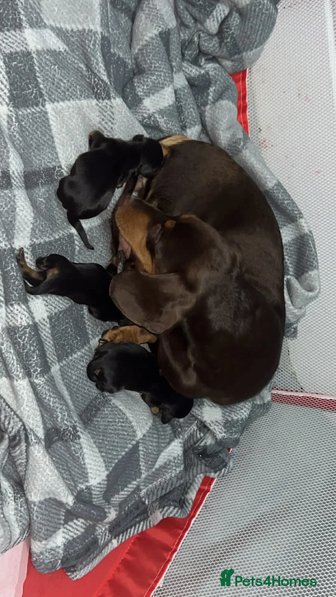 Dachshund dogs for sale: 3 girl dachshunds  in Stockton-on-Tees - Advert 1